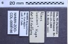 Etiketten zu Alaus lusciosus (NHMW-ZOO-COL-0008186)